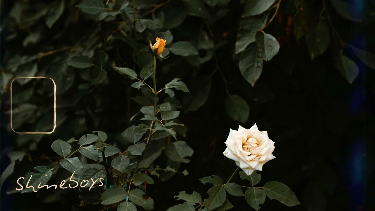 กุหลาบขาว (White Rose) - Shineboys 歌詞